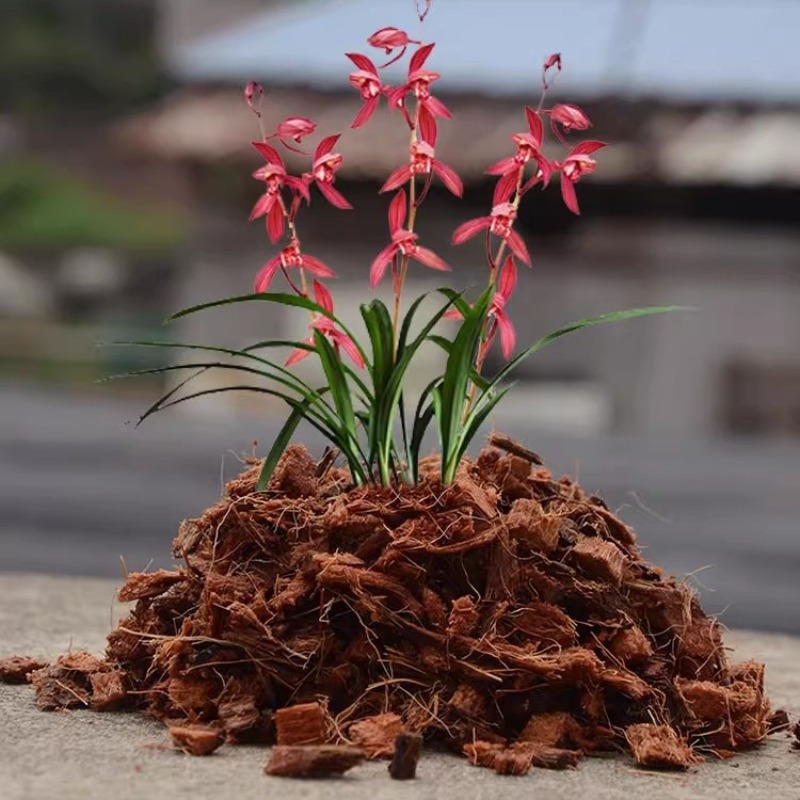 Organik Gübre İçeren Hindistan - Sphagnum Moss Dry incelemesi ve fiyatı